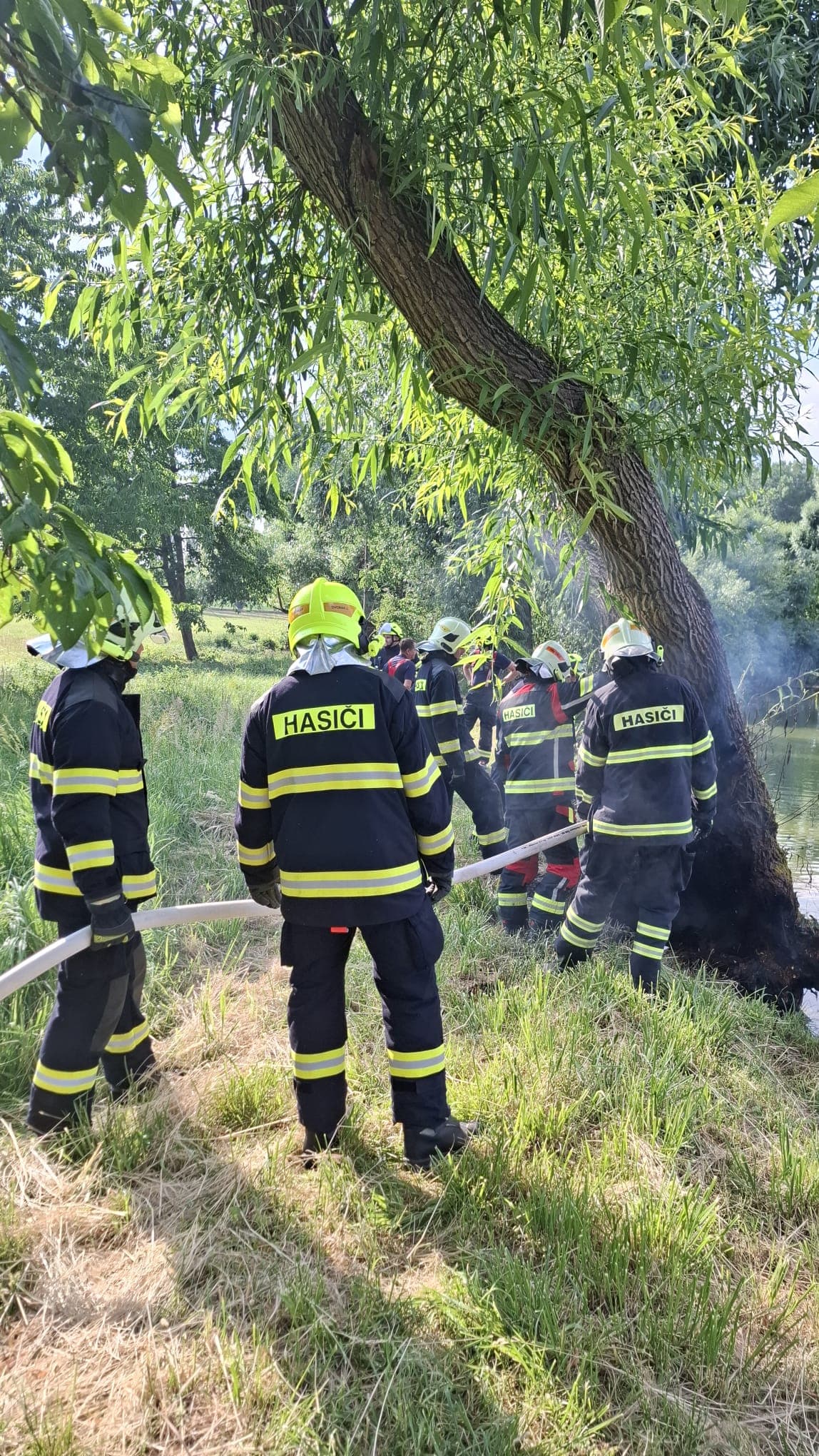 Doutnající strom Loučky 6